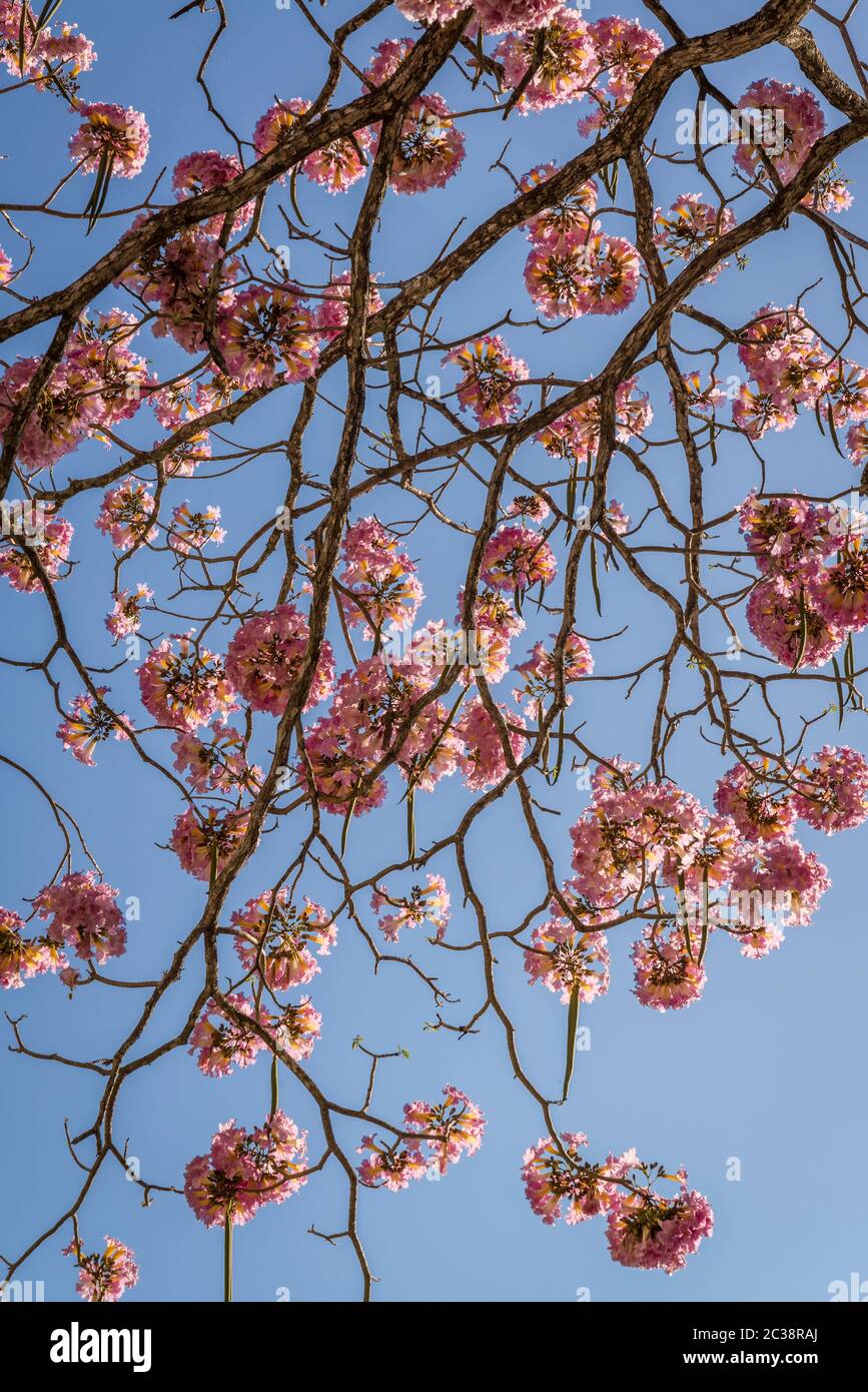 Blühender Jacaranda Baum, Valladolid, Yucatan, Mexiko Stockfoto