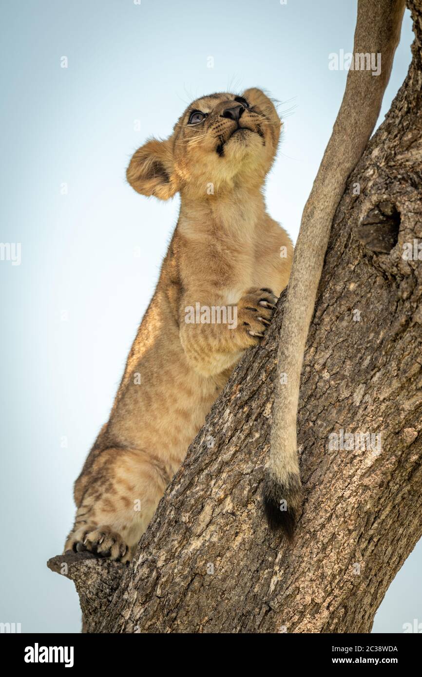 Lion cub klettern Baumstamm suchen Stockfoto