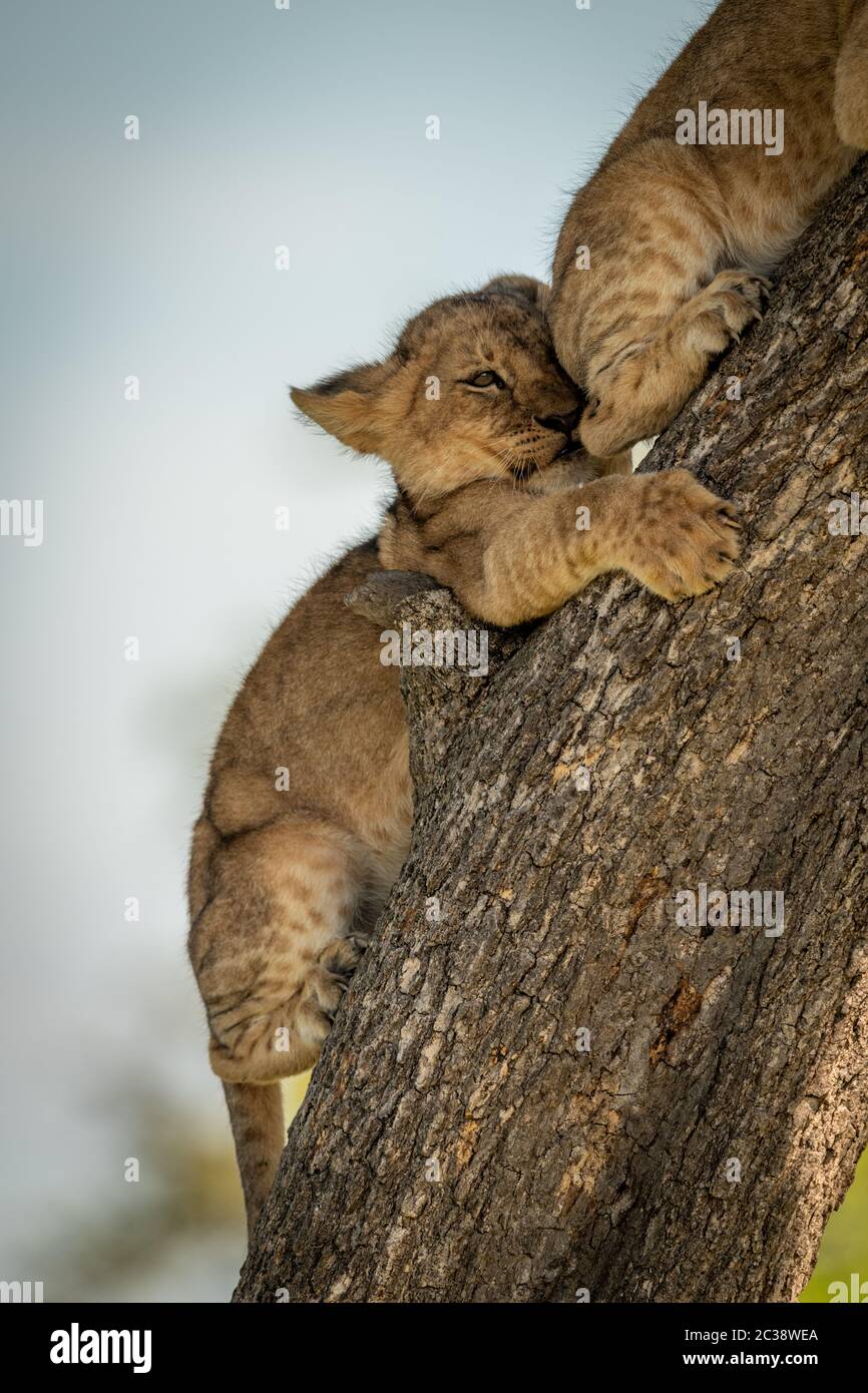 Lion cub, zerquetscht von einem anderen Kletterbaum Stockfoto