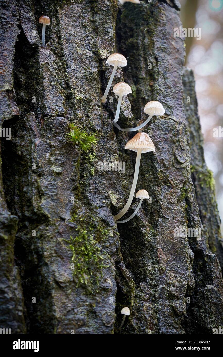 Pilze der Gattung Mycena auf einem toten Baum im Wald Stockfoto