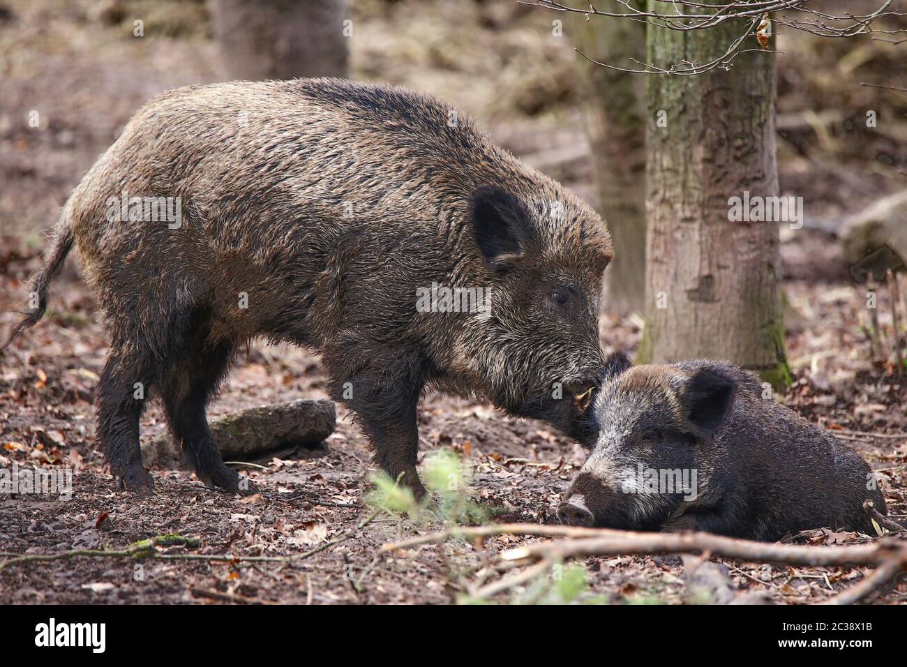 Zwei Wildschweine Sus scrofa Stockfoto