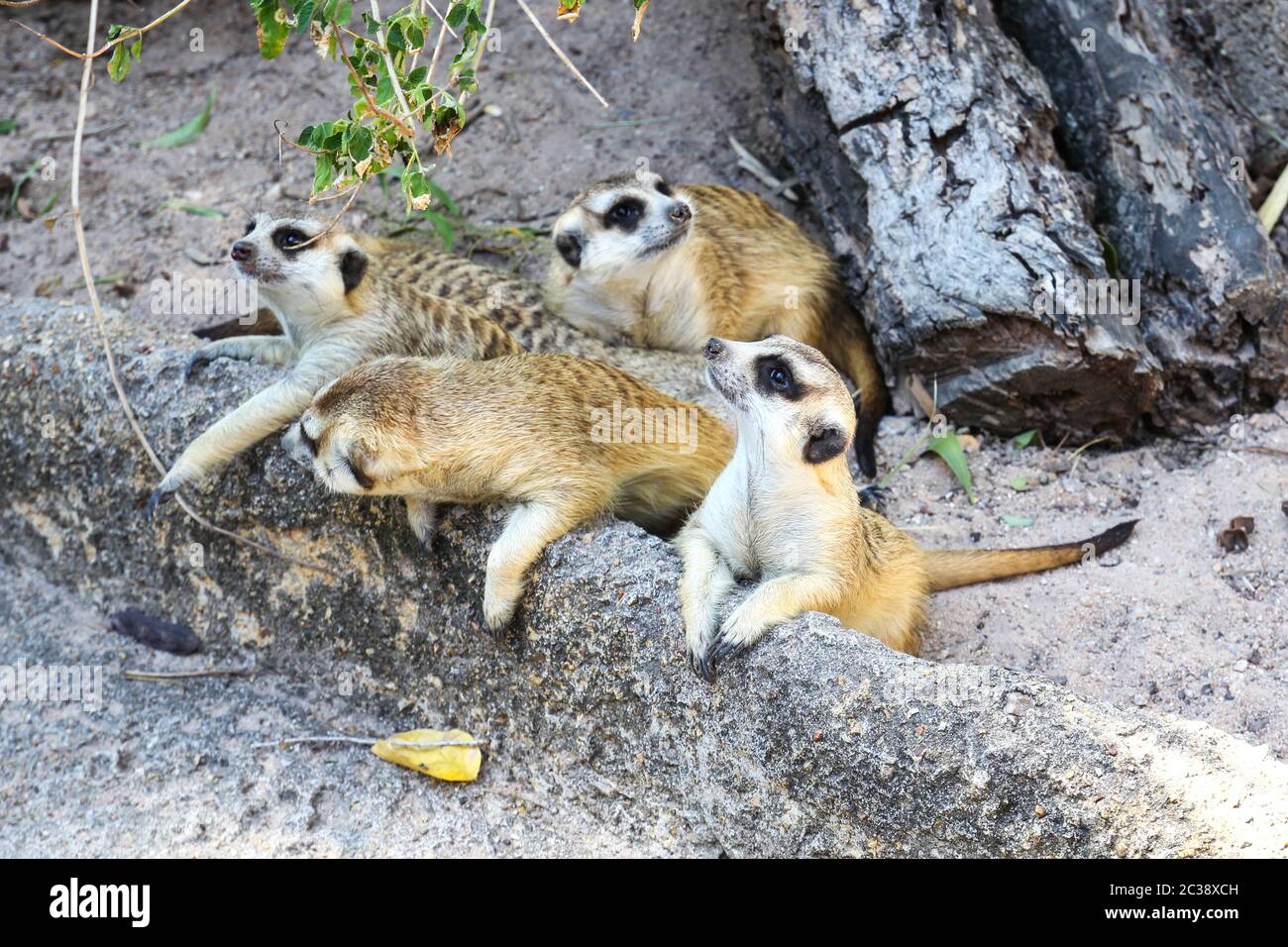 Erdmännchen im Zoo. Stockfoto