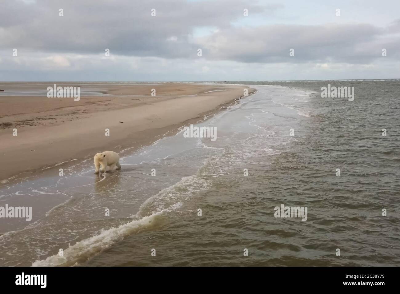 Eisbär am Meeresufer in der Tundra. Stockfoto