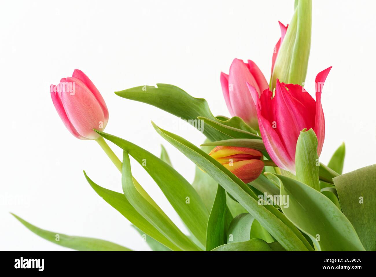 Blumenstrauß aus Tulpen vor weißem Hintergrund Stockfoto