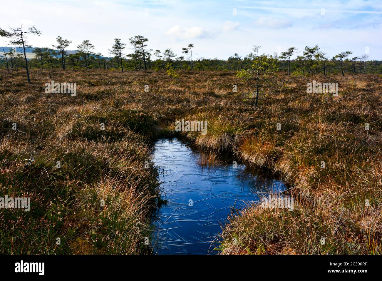 Eine gekühlte Moor im Schwarzen Moor in der Hohen Rhön, Bayern, Deutschland mit Bäumen und Sky Stockfoto