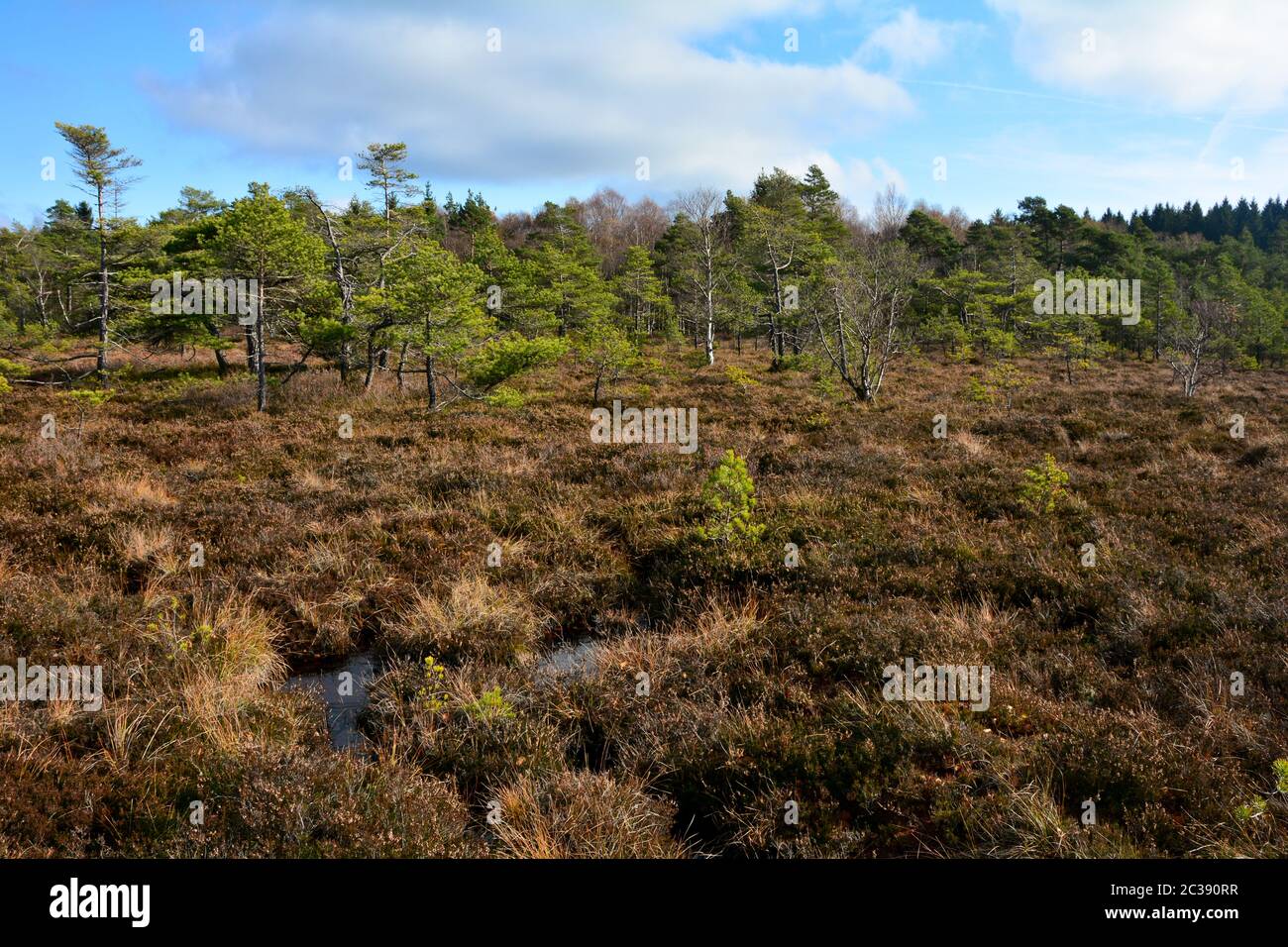 Schwarzes Moor in der Rhön, Bayern, Deutschland, im Herbst mit Moor Augen, blauer Himmel und Bäume Stockfoto