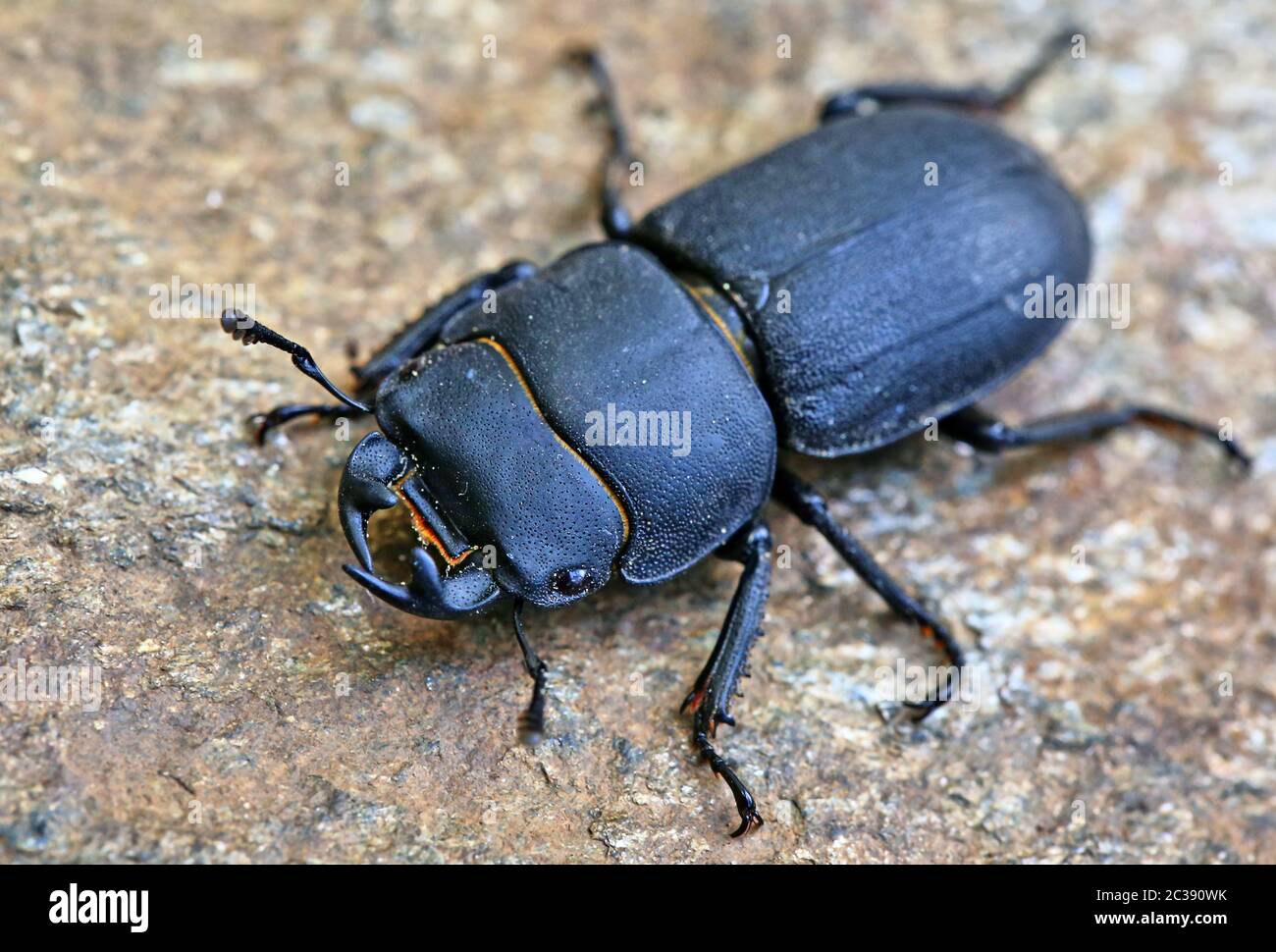 Ein männlicher Stacheldorcus parallelipipipedus Stockfoto