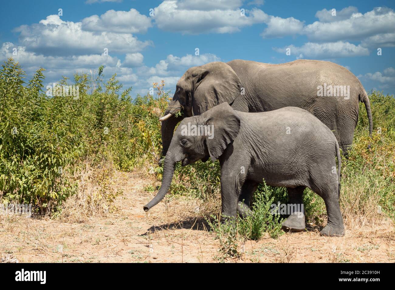 Afrikanische Elefanten im Chobe Nationalpark, Botswana Safari Wildlife Stockfoto