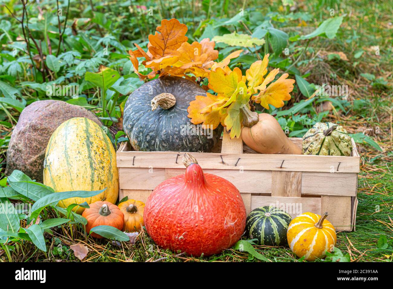 Hokkaidokürbis, Butternut-Kürbis, Spaghettikürbis und Zierkürbisse im Garten, roter Kuri-Kürbis, Butternut-Kürbis, Spaghetti-Kürbis und dekorativer Kürbis Stockfoto