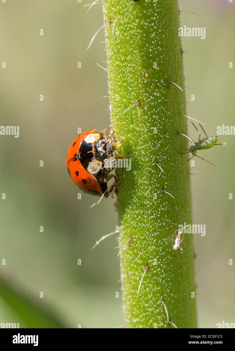 Rote Siebenfleckig Marienkäfer, die sich auf Blattläuse füttern. Weißer Fleck auf jeder Seite hinter dem Kopf und drei schwarze Flecken auf jeder Seite mit einem geteilten Fleck in der Mitte vorne Stockfoto