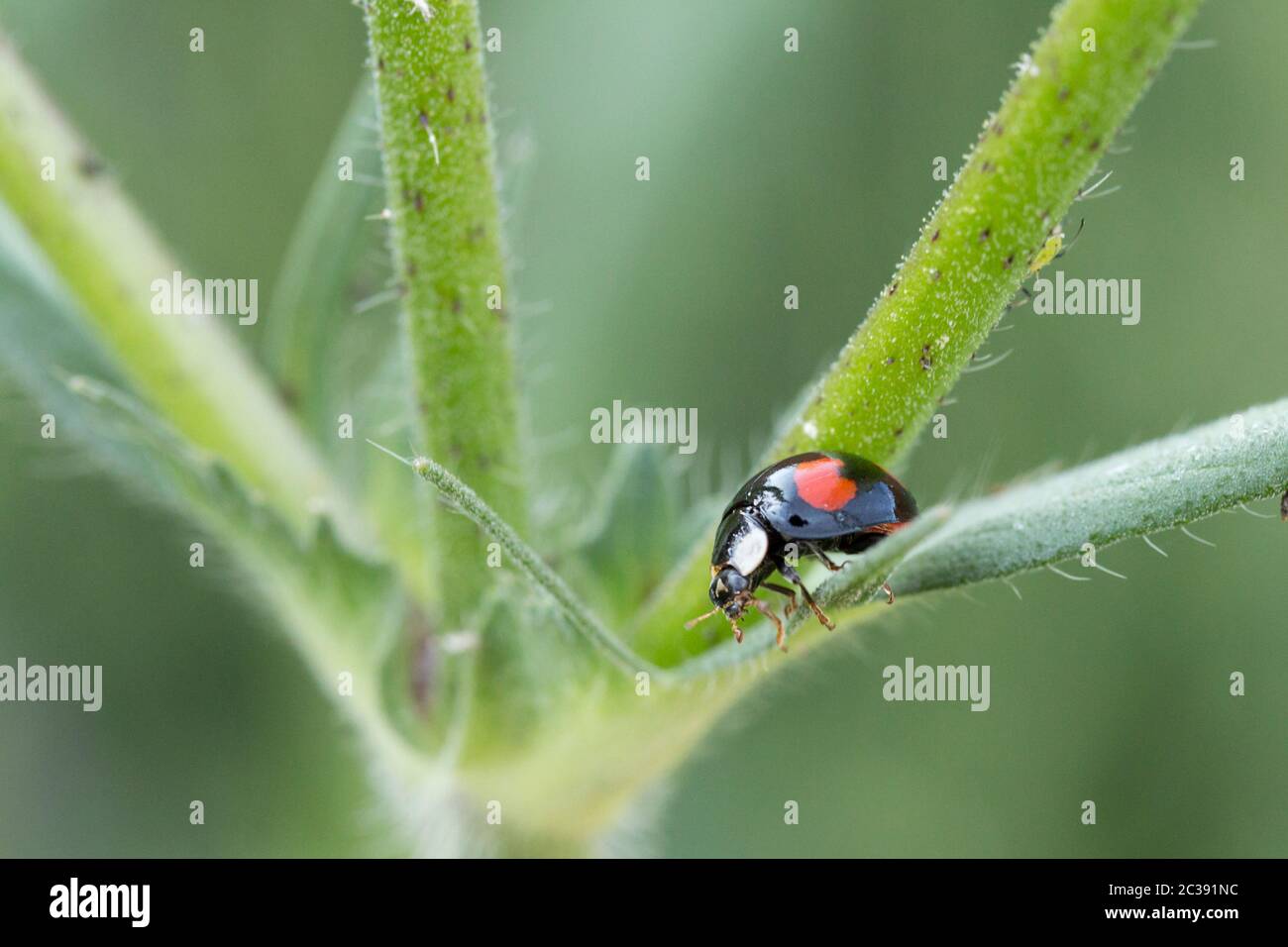 Marienkäfer glänzend schwarzer Körper mit vier roten Flecken auf Flügel-Gehäuse und eine weiße Markierung auf jeder Seite hinter dem Kopf. Kleiner Käfer, der sich im Sommer von Blattläusen ernährt Stockfoto