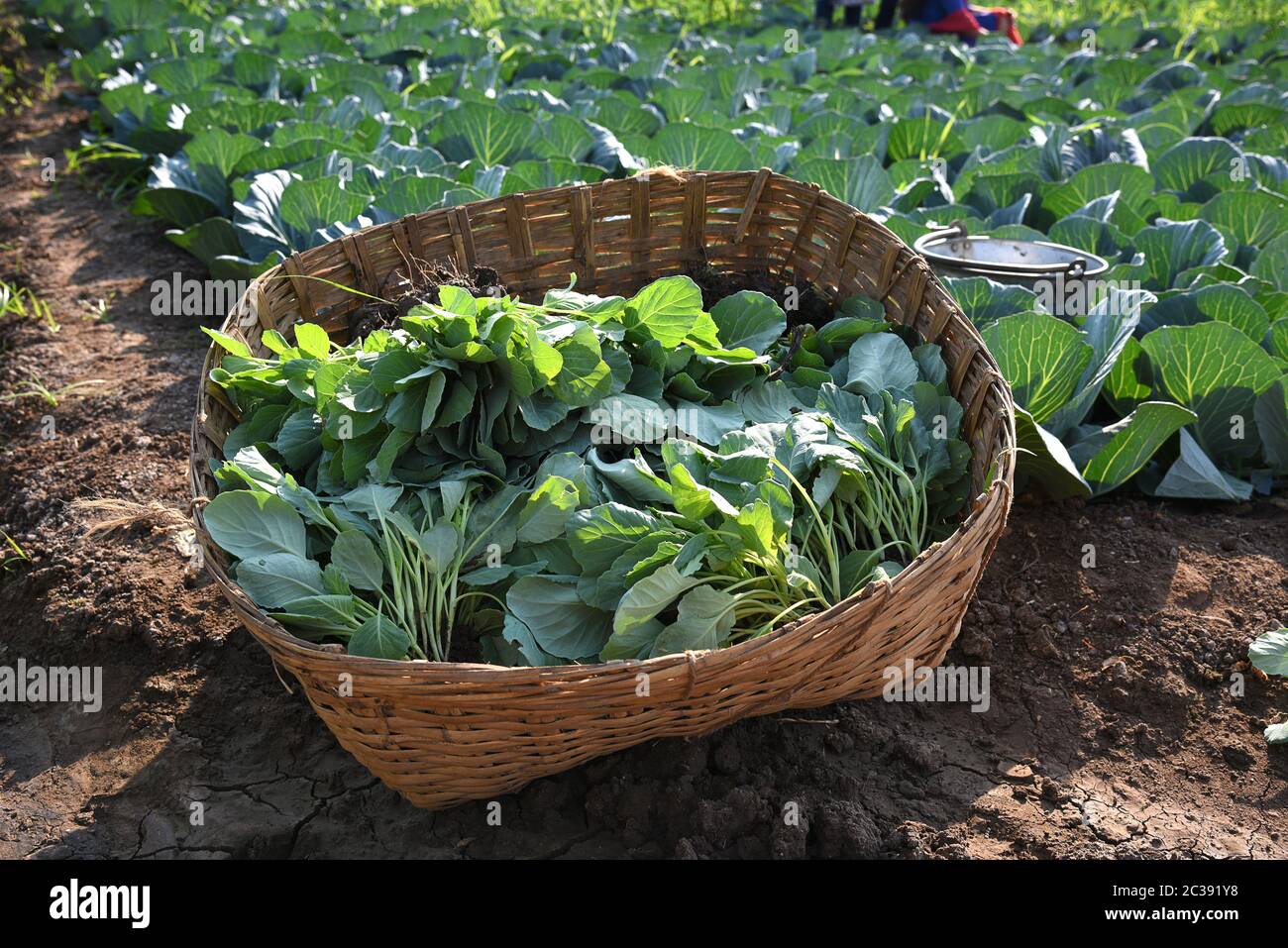 Kohl Feld oder Bauernhof, grüne Kohl im Bereich der Landwirtschaft Stockfoto