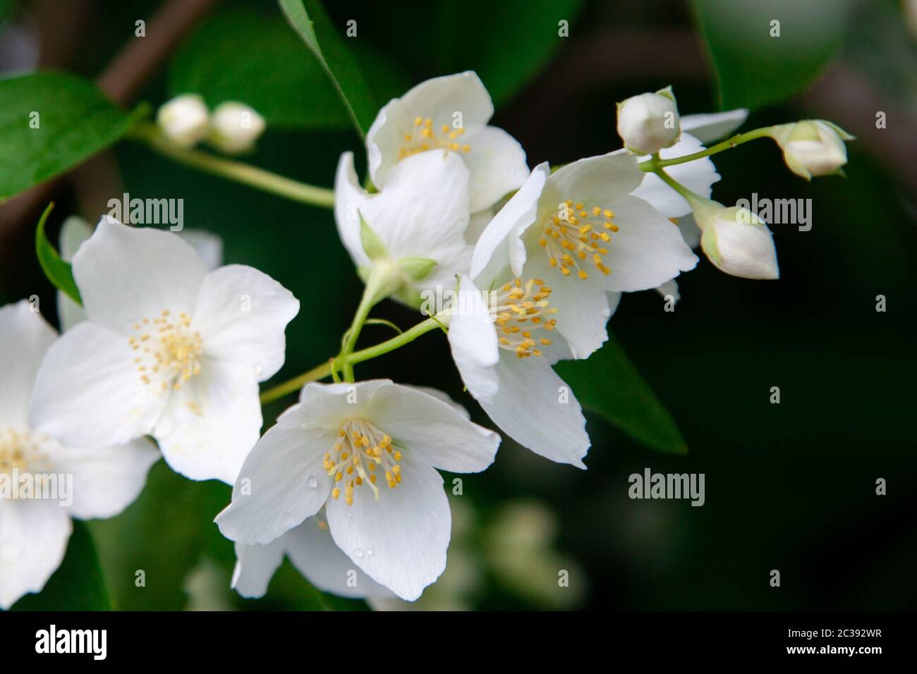 Makro-Foto von Jasminblüten auf einem Hintergrund von Grün im Garten Stockfoto