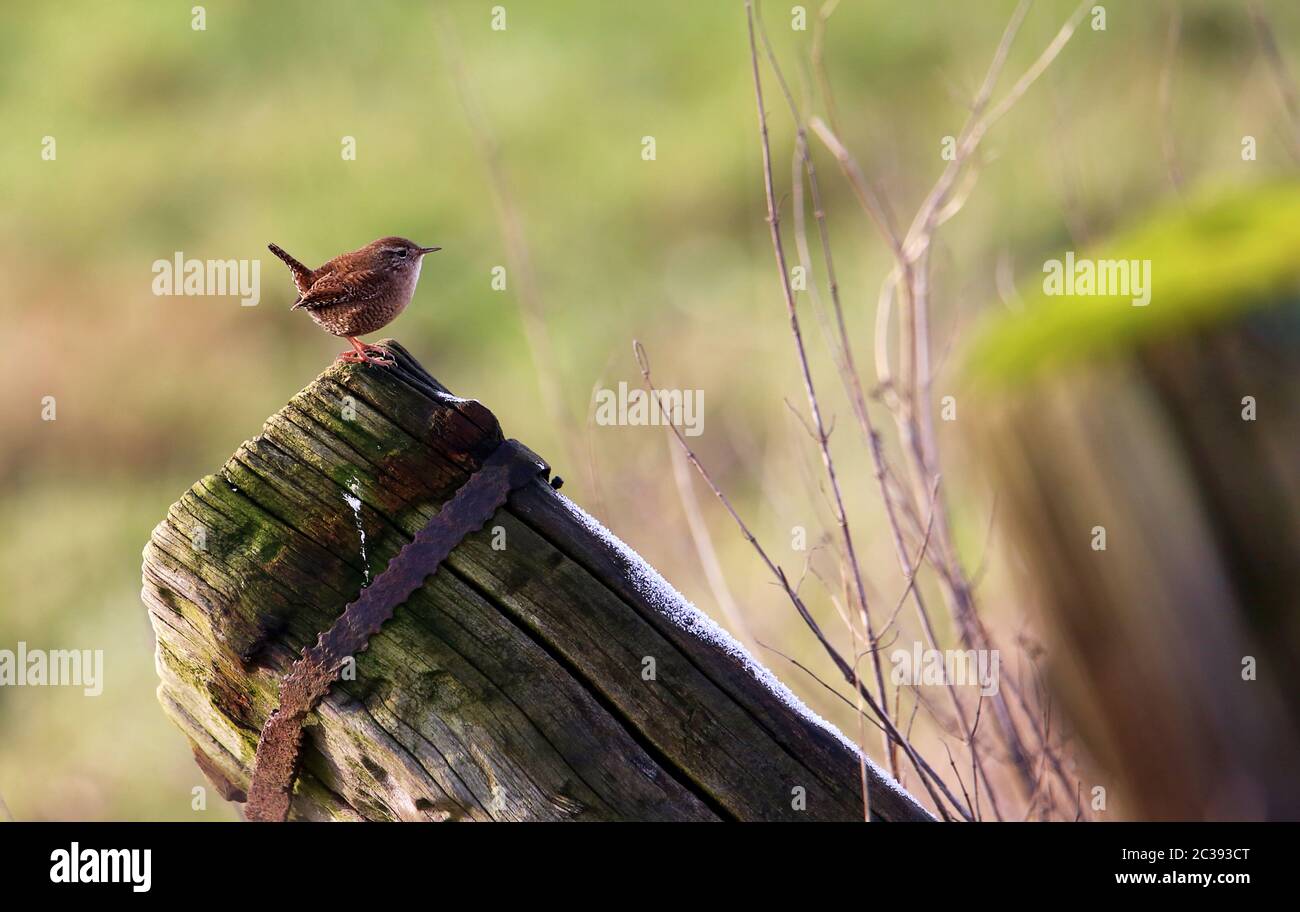 Zaunkönig Troglodytes troglodytes auf Zaunpfosten im Bingenheimer Ried Stockfoto
