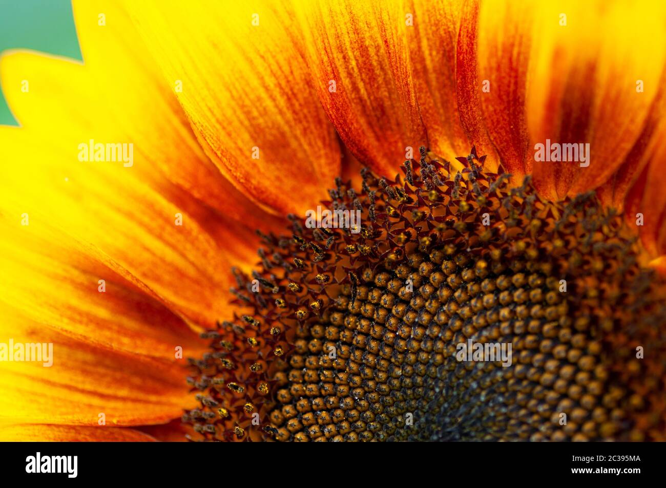 Sonnenblumenkopf aus der Nähe. Landwirtschaftliche Landschaft, Idee der Sonnenblumenkerne Ernte. Stockfoto