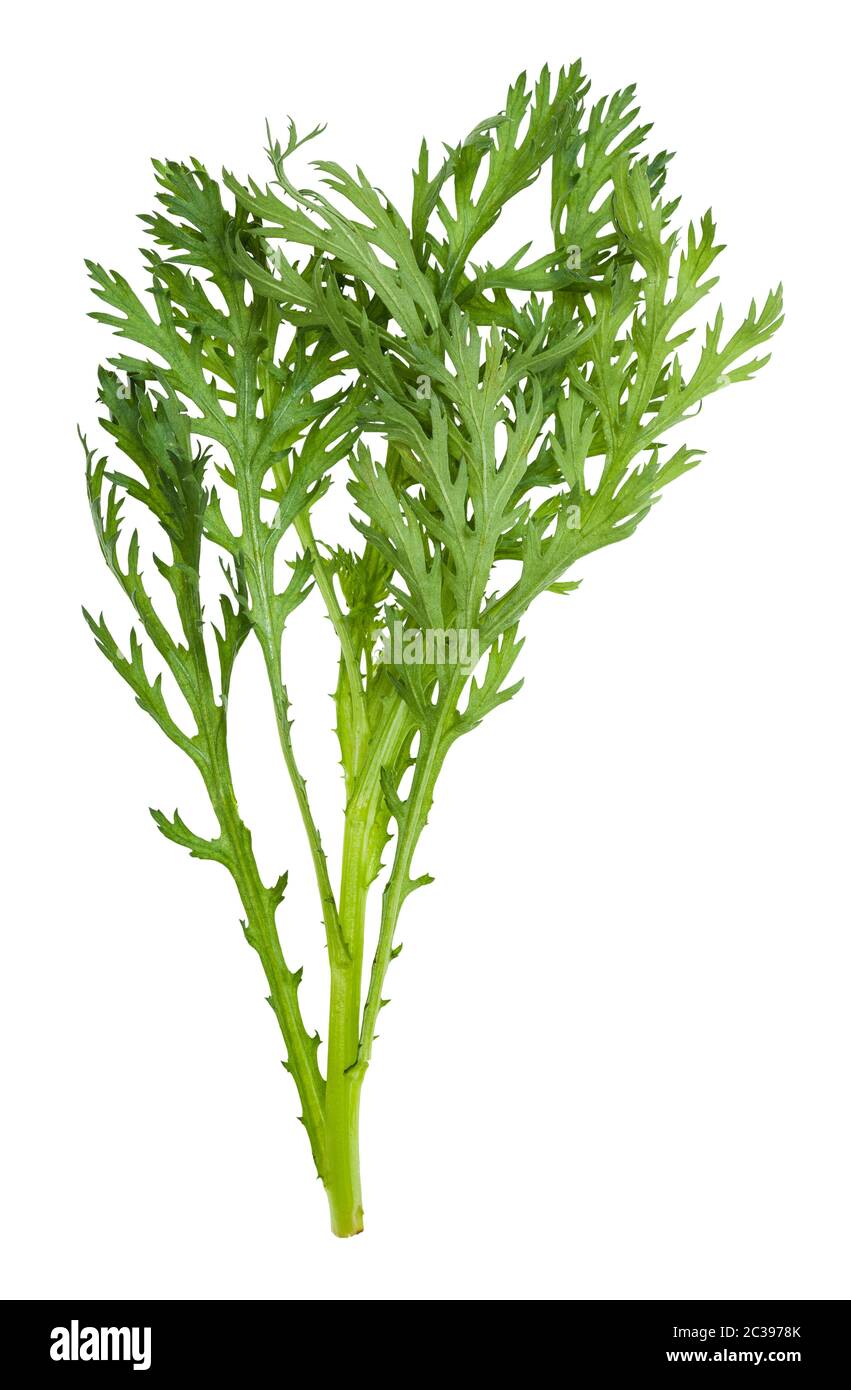 Zweig frischen genießbare Chrysantheme grünen (glebionis coronaria) auf weißem Hintergrund Stockfoto