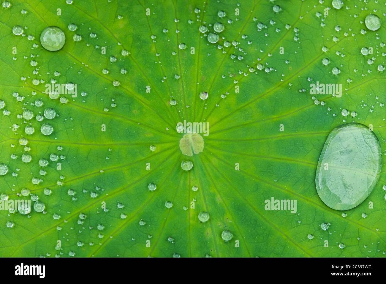 Wassertropfen im großen Blatt einer Lotusblume Stockfoto