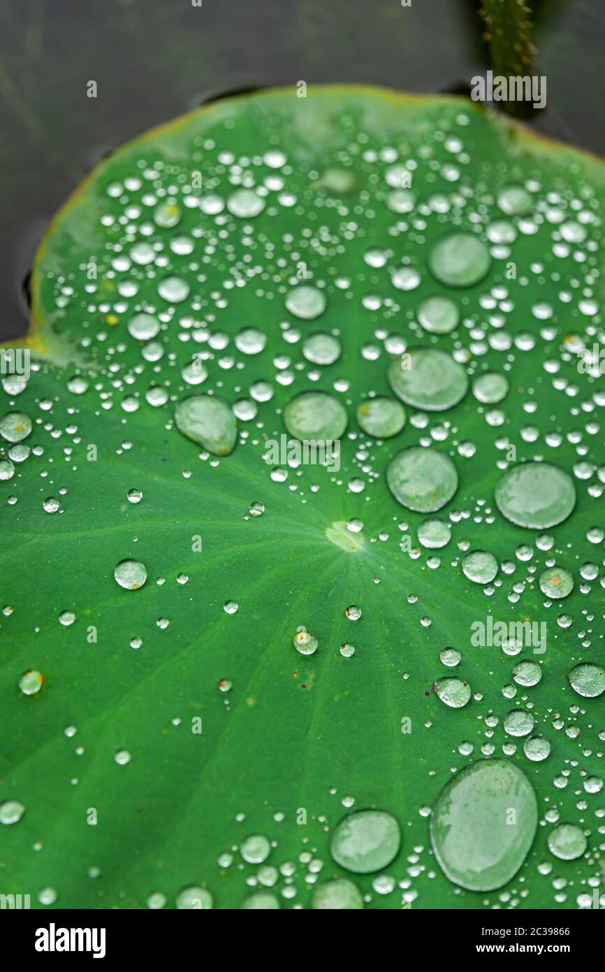Wassertropfen im großen Blatt einer Lotusblume Stockfoto