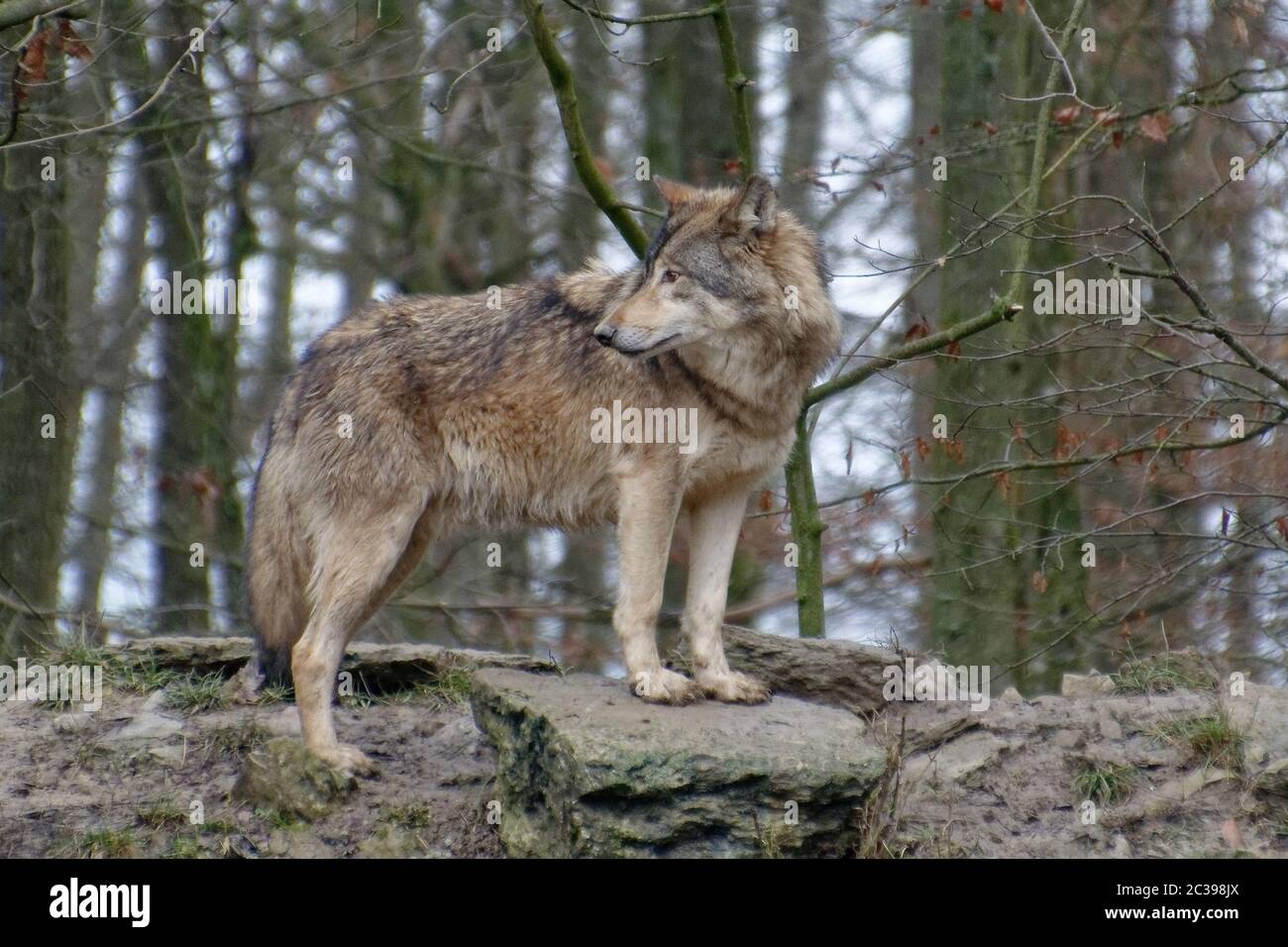 Timberwolf Stockfoto