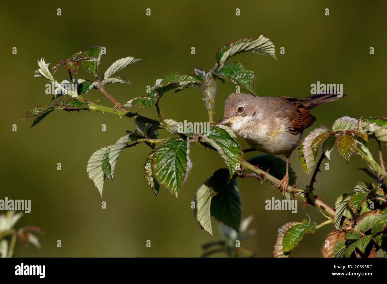 Rotkehlchen, Sylvia communis, Weibchen im Frühlingsgefieder. Stockfoto