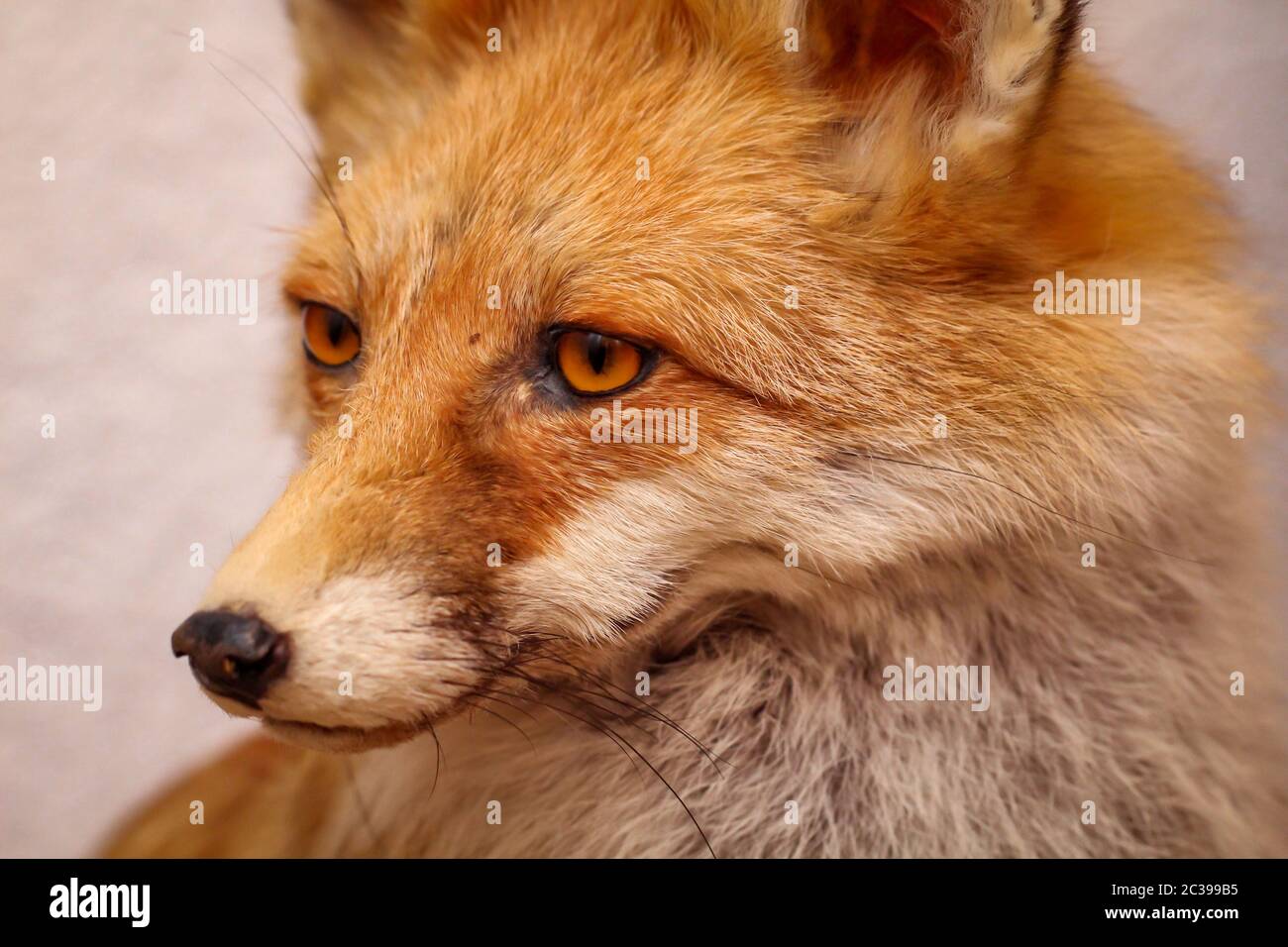 Porträt eines ausgestopften Fuchses Stockfoto