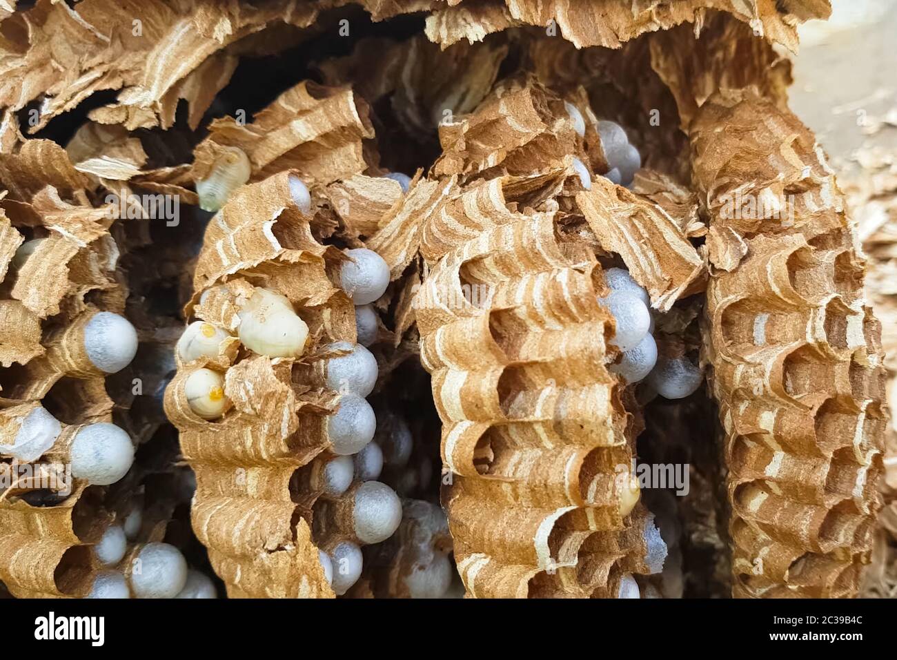 Hornissenlarven Fallen Aus Dem Nest