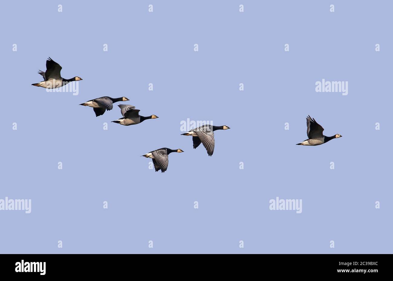 Sechs fliegende Weißwabengänse oder Nongengänse Branta leucopsis über dem Bingenheimer Ried Stockfoto