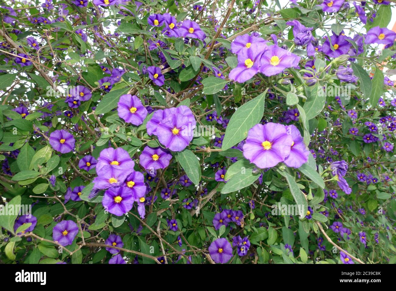 Blühender Kartoffelbaum (Lycianthes rantonnetii), Enzianstrauch, Kartoffelblume, Kyrenia/Girne, Türkiusche Republik Nordzypern Stockfoto