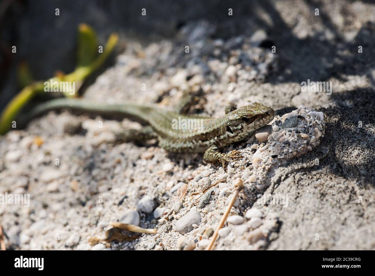 Makroaufnahme der Mauereidechse im Lebensraum. Ihr lateinischer Name ist Podarcis muralis. Stockfoto