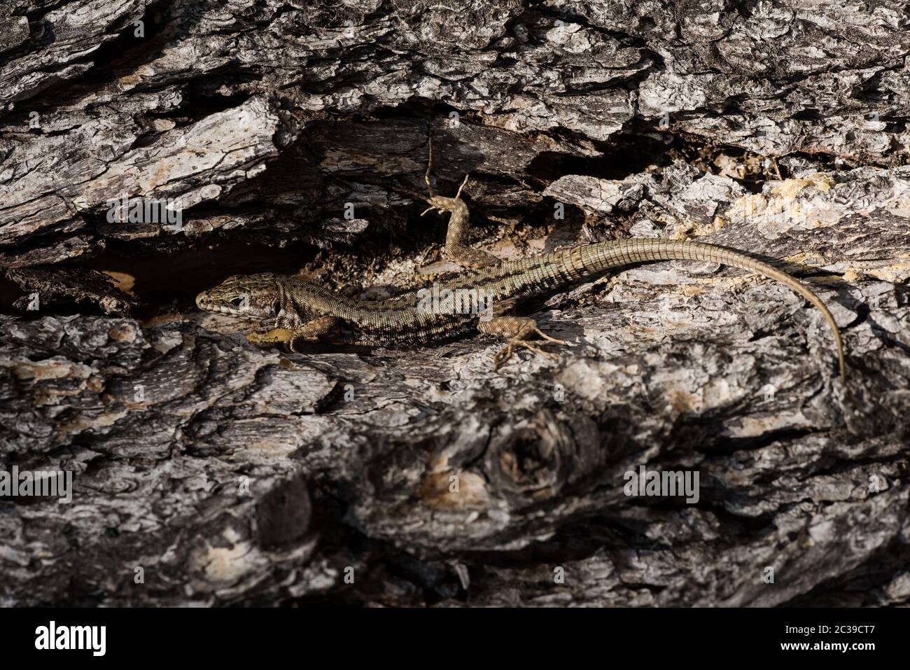 Makroaufnahme der Mauereidechse im Lebensraum. Ihr lateinischer Name ist Podarcis muralis. Stockfoto