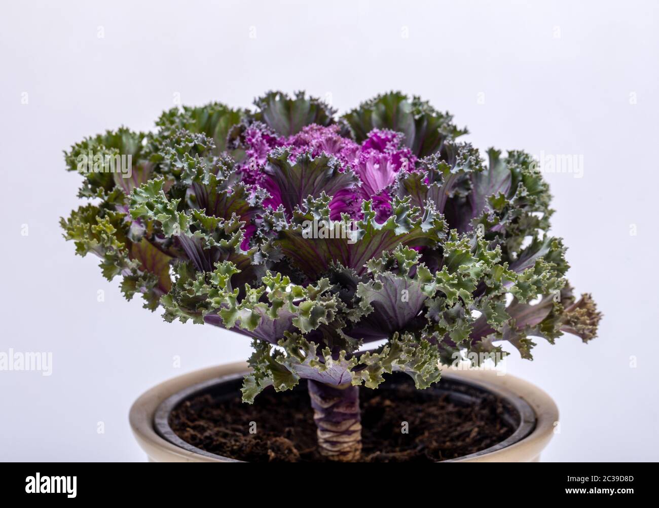 Ornamentale Purple Grünkohl oder Kohl auf weißem Hintergrund Stockfoto