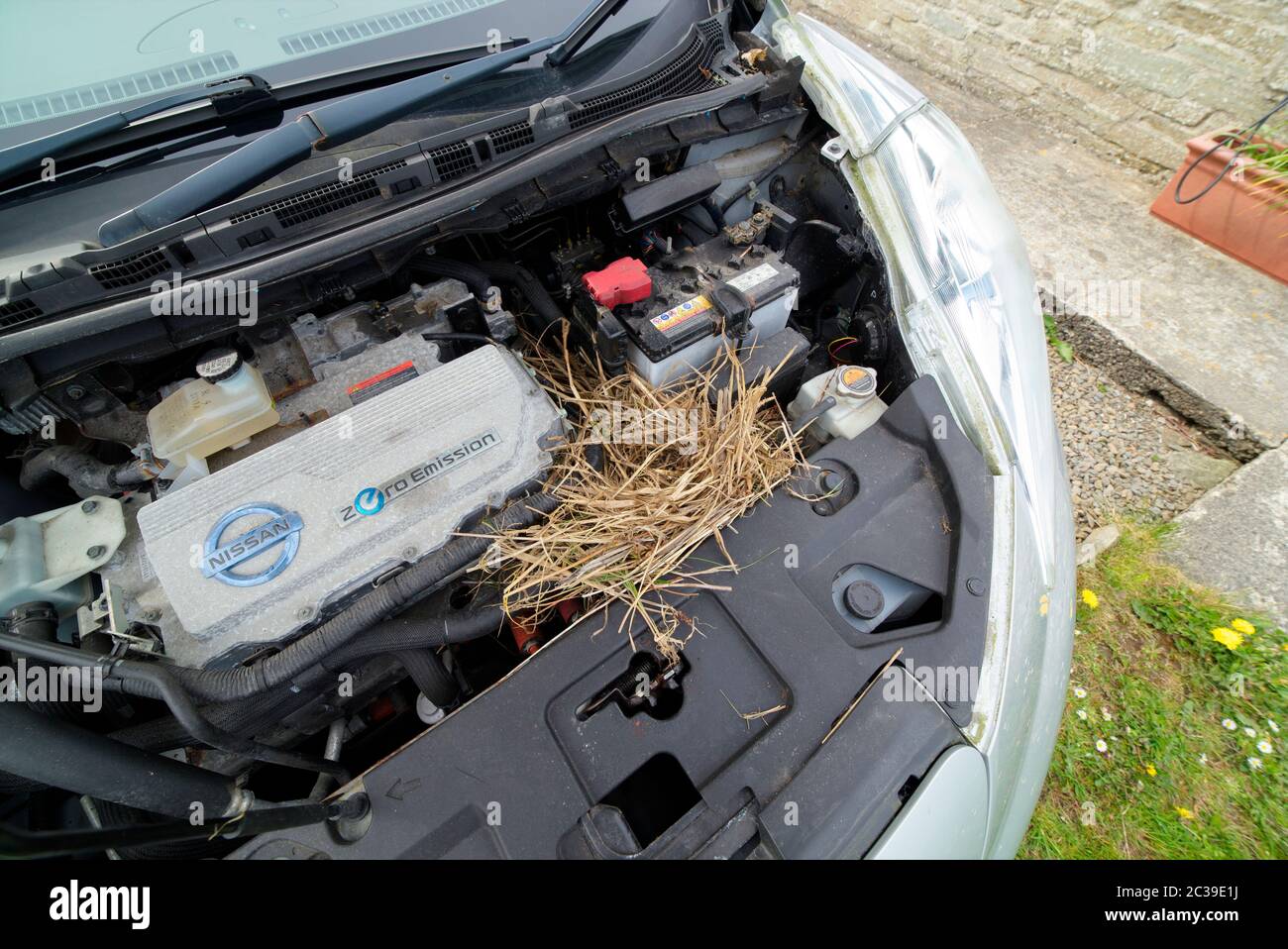 Starling Nest vor dem Elektroauto, Orkney Isles Stockfoto