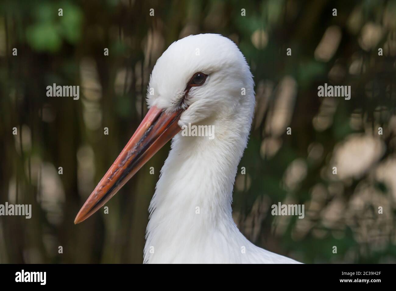 Nahaufnahme Porträt eines weißen Storchs Stockfoto