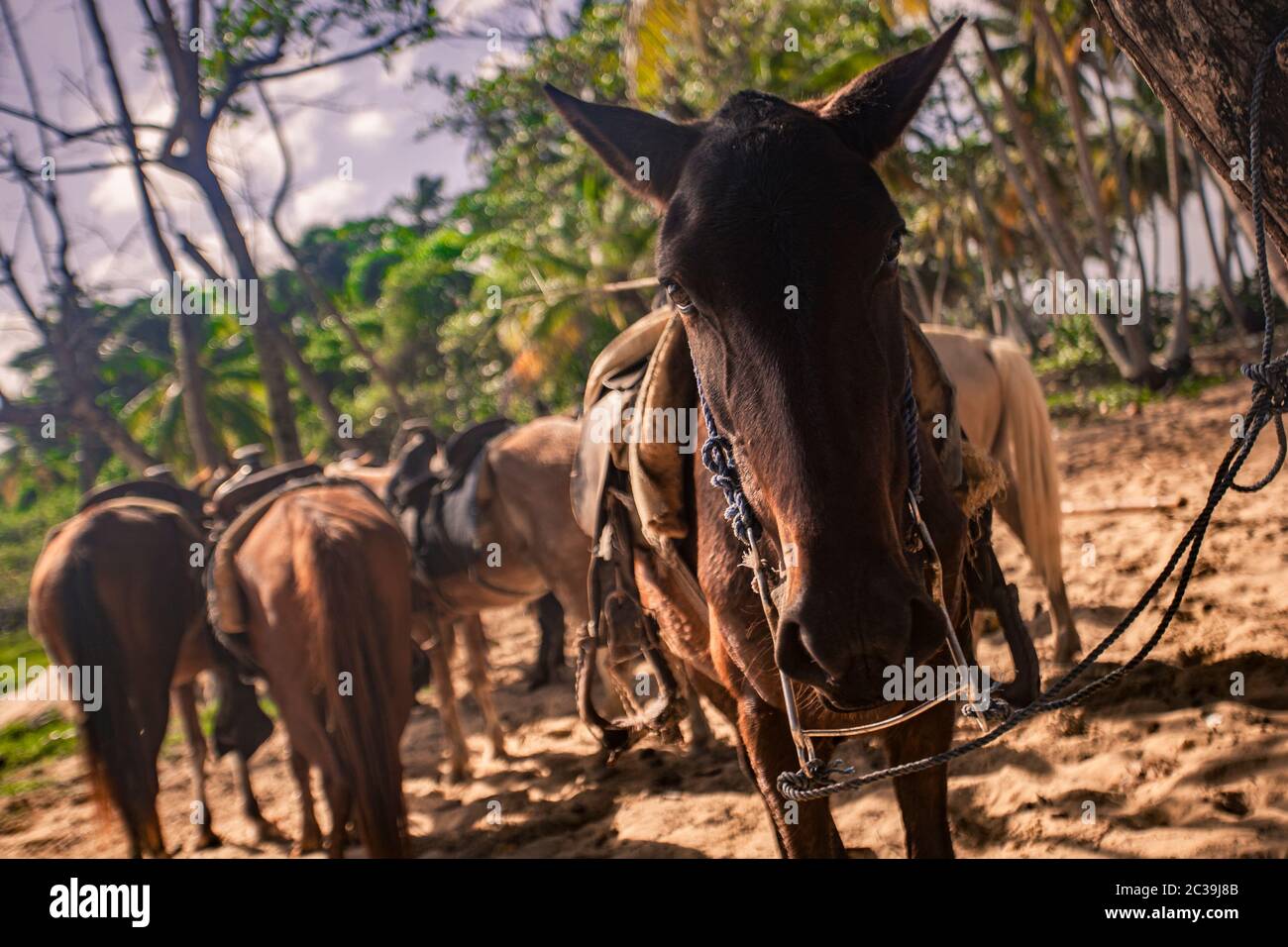 Pferde in einer Gruppe gebunden warten, um die Reise wieder aufzunehmen Stockfoto