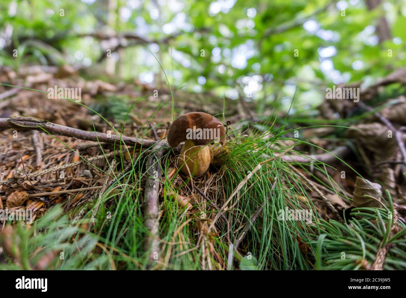 Mushromm im Wald Stockfoto