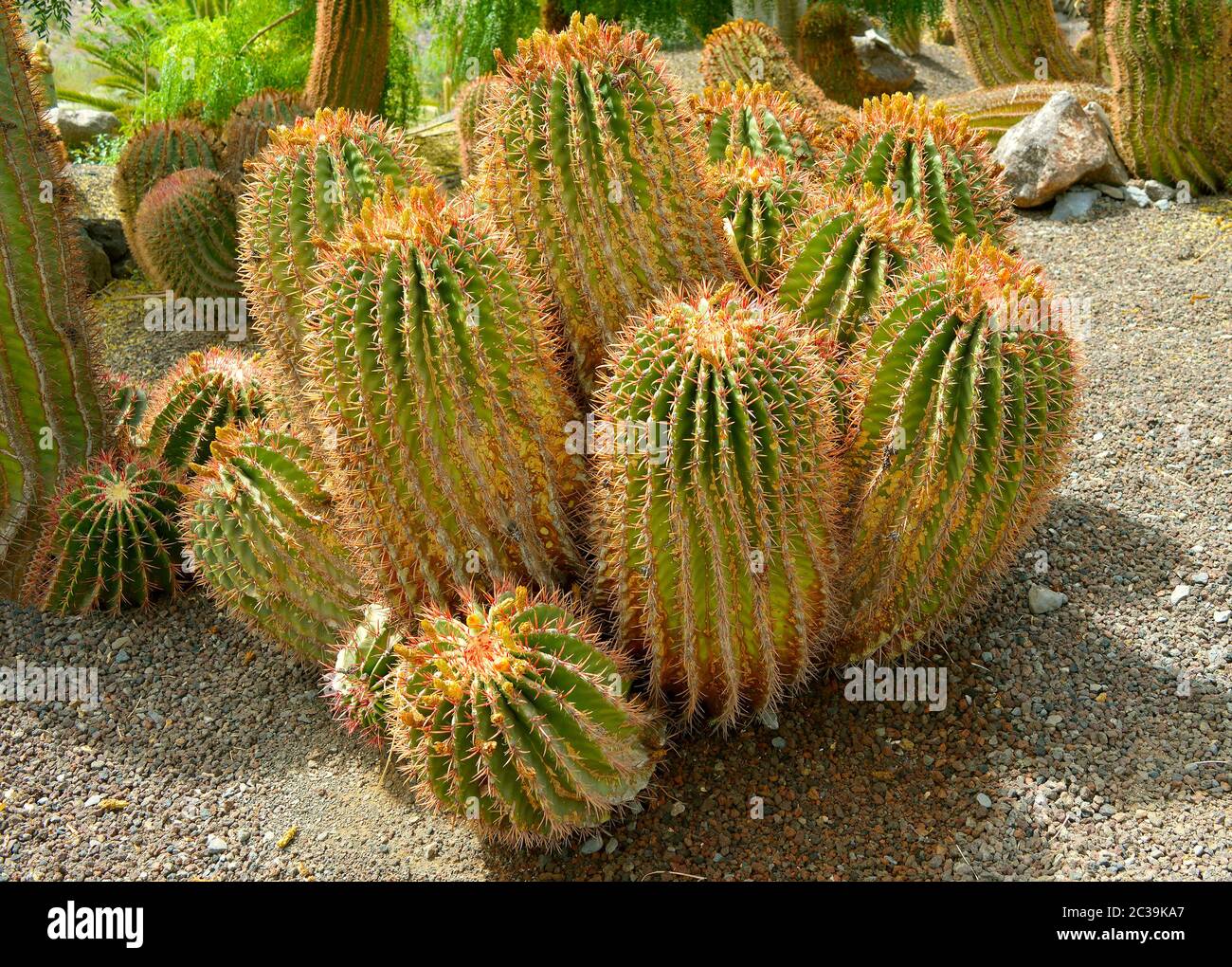 Mexikanischer Feuerfass Kaktus lateinischer Name Ferocactus stainesii Stockfoto