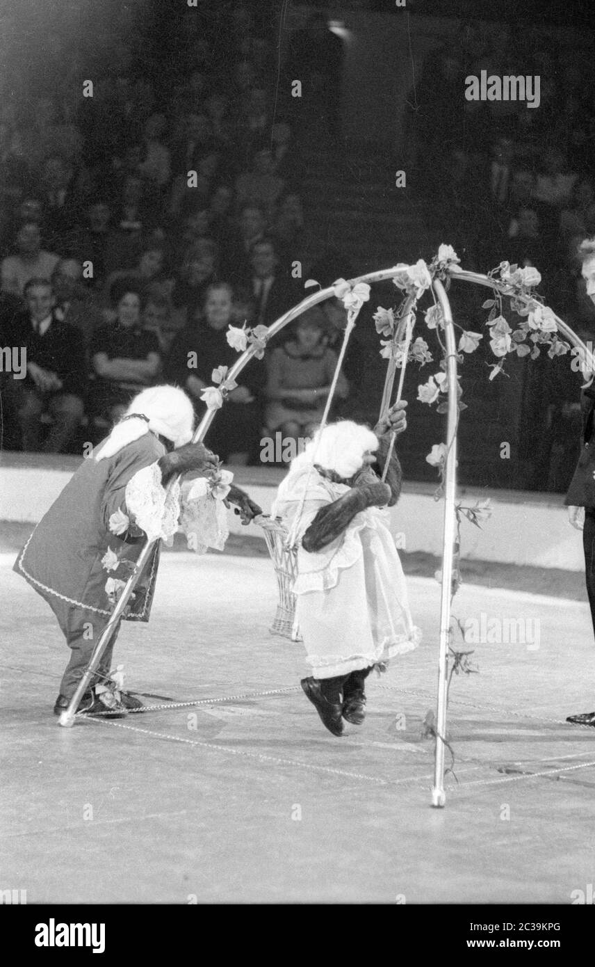 Zwei Affen, die als Menschen verkleidet sind, im Circus Krone. Stockfoto