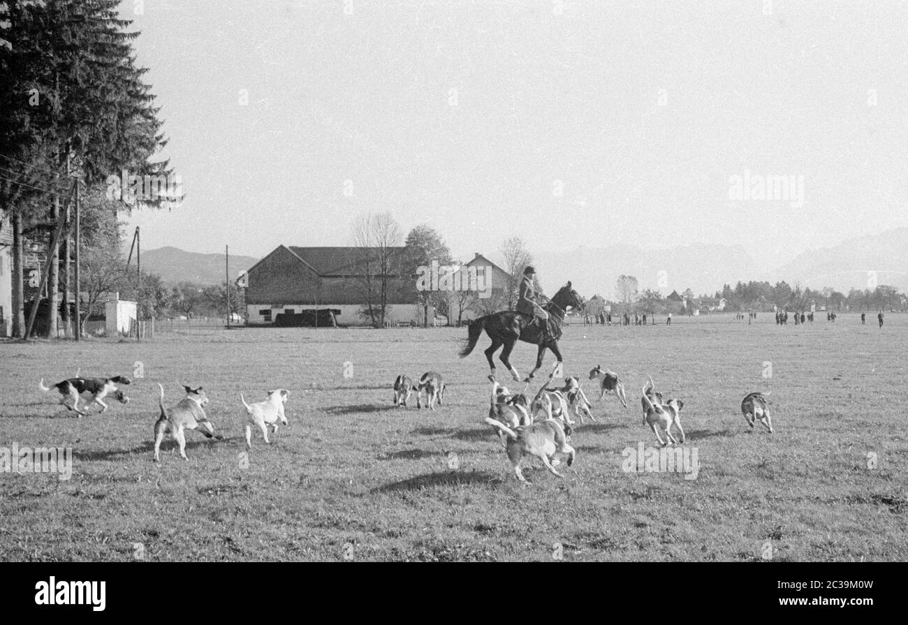 Par Force Jagd in Salzburg im Jahr 1965. Jäger und Hunde. Stockfoto