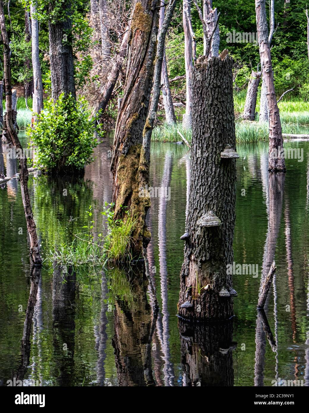 Erlenbaumreflexe im Naturreservat Briesetal in einem kleinen Tal, das durch die Briese gebildet wird, in Birkenwerder, Brandenburg, Deutschland. Stockfoto