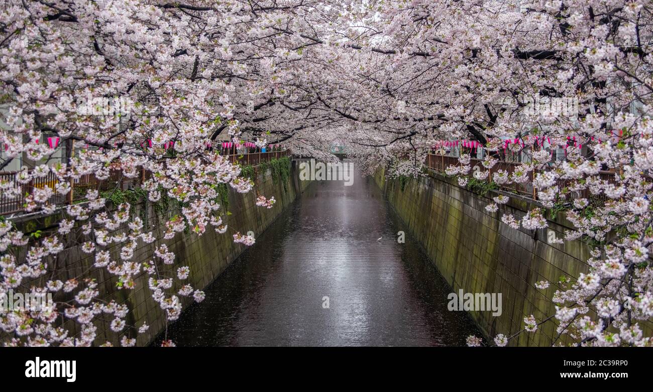 Kirschblüten-Sakura in Nakameguro, Tokio, Japan Stockfoto