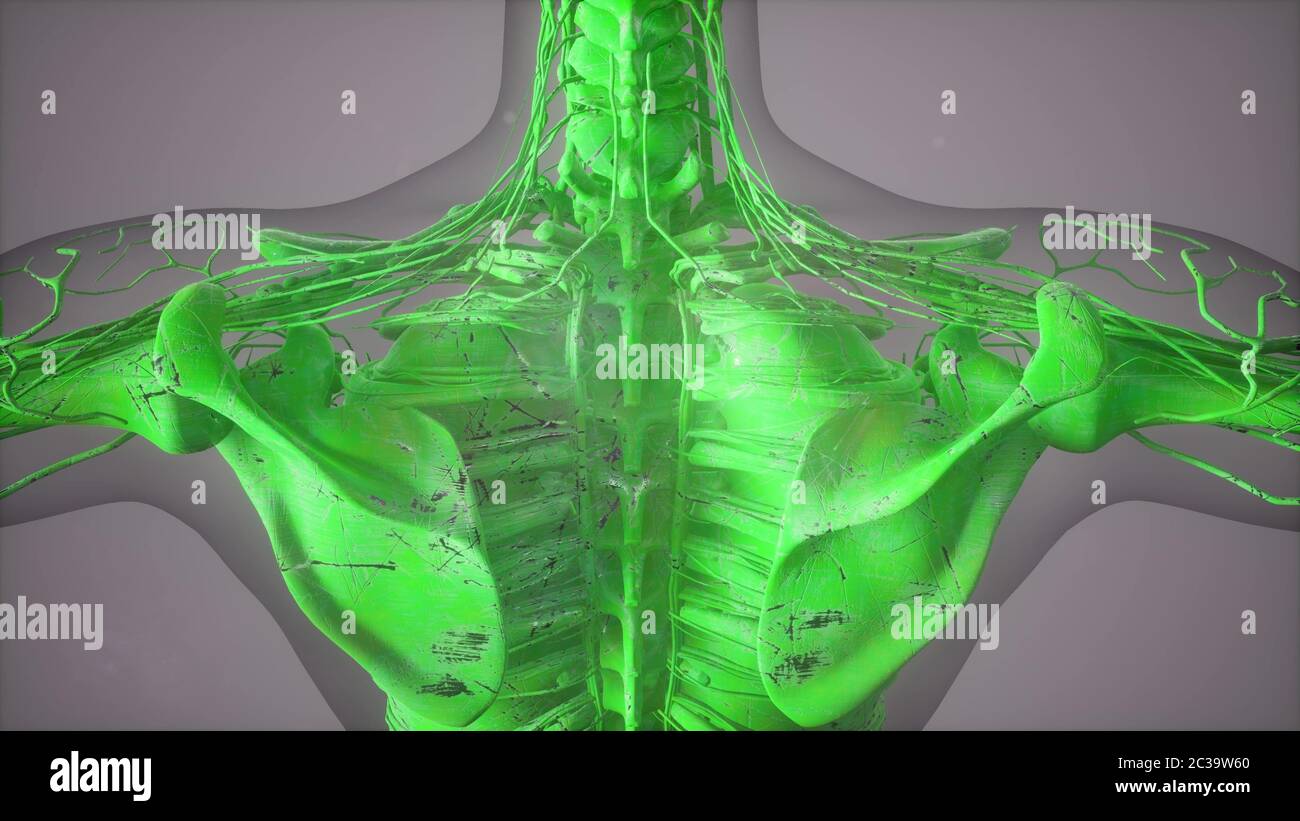 Komplette Nahaufnahme des Skelettsystems mit transparenten Körper Stockfoto