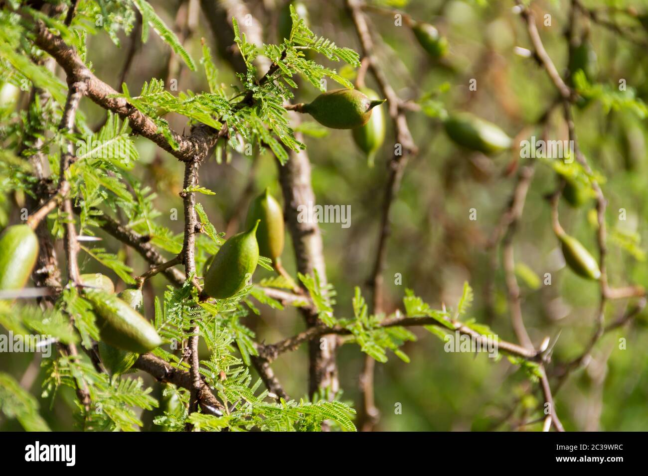 Grüne Frucht der Akazie im Sommer Stockfoto