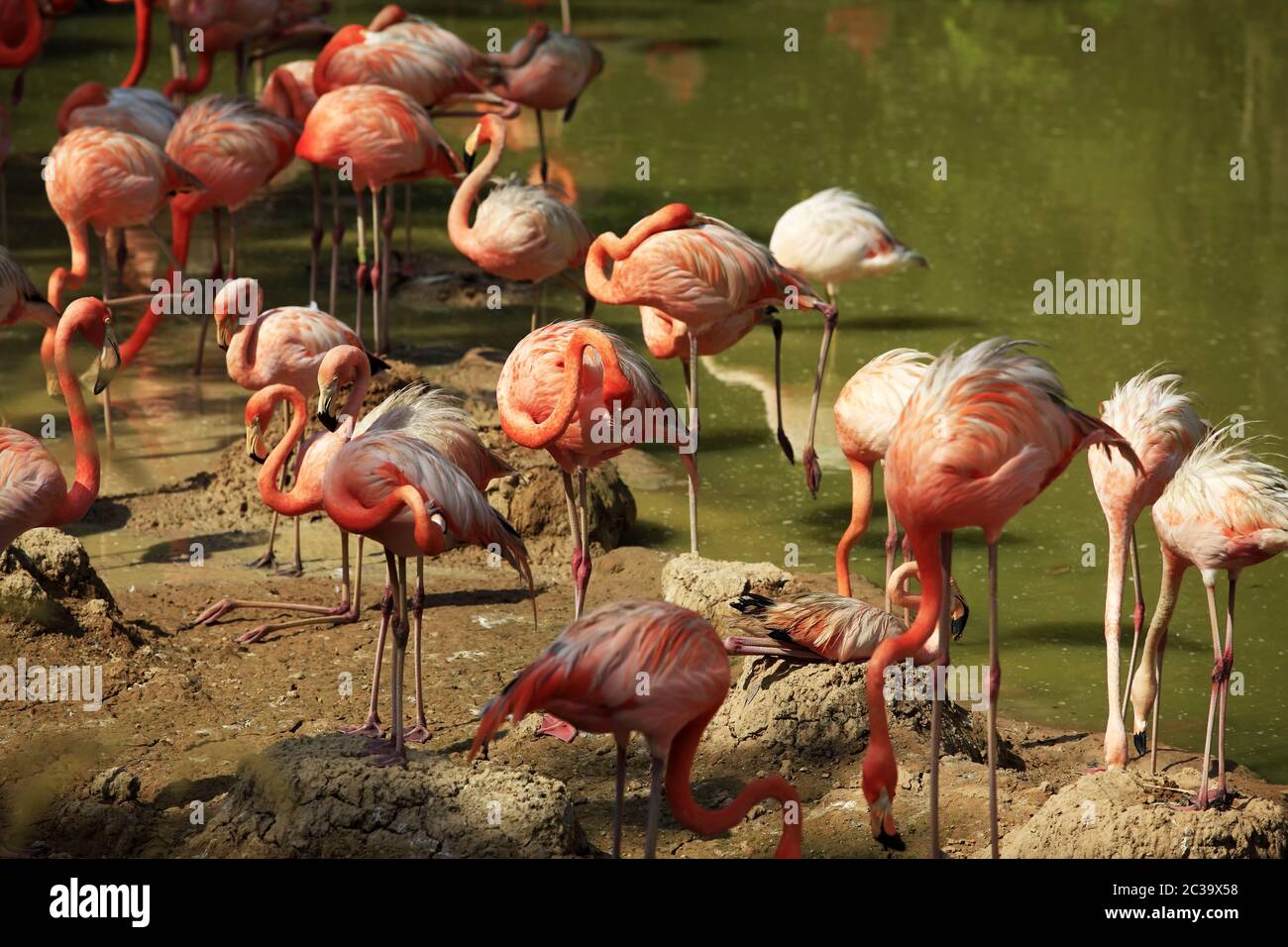 Flamingos in Wasser Stockfoto