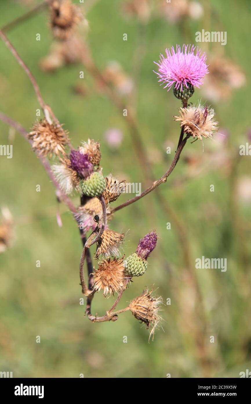 Pi de les Tres Branques und Pre-Pyrenees Stockfoto