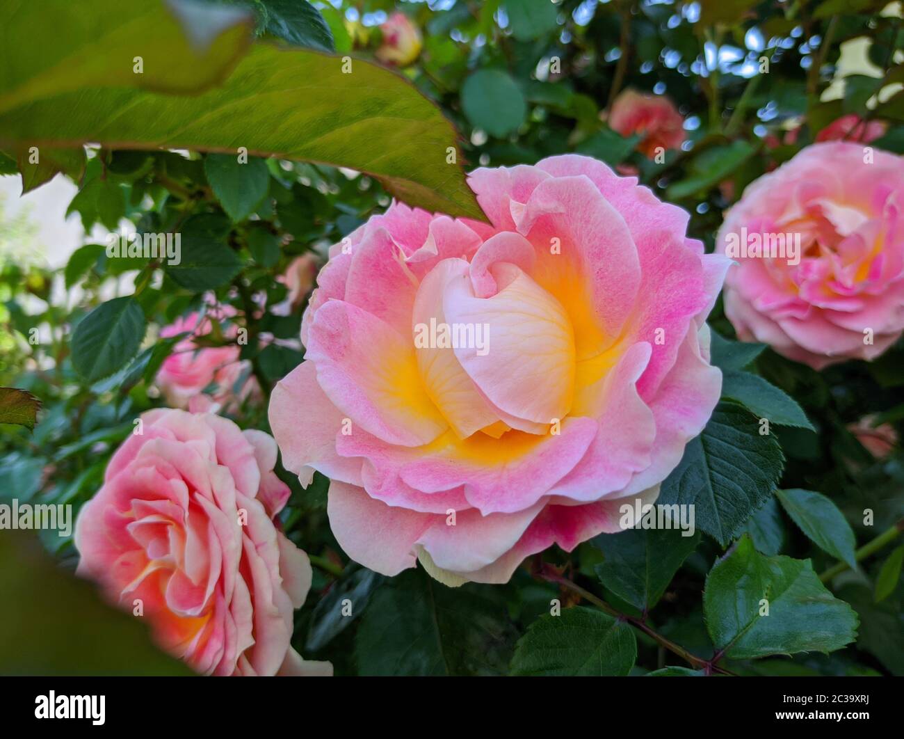 Zarte Knospe blühender Rosen der Sorte Cesar Stockfoto