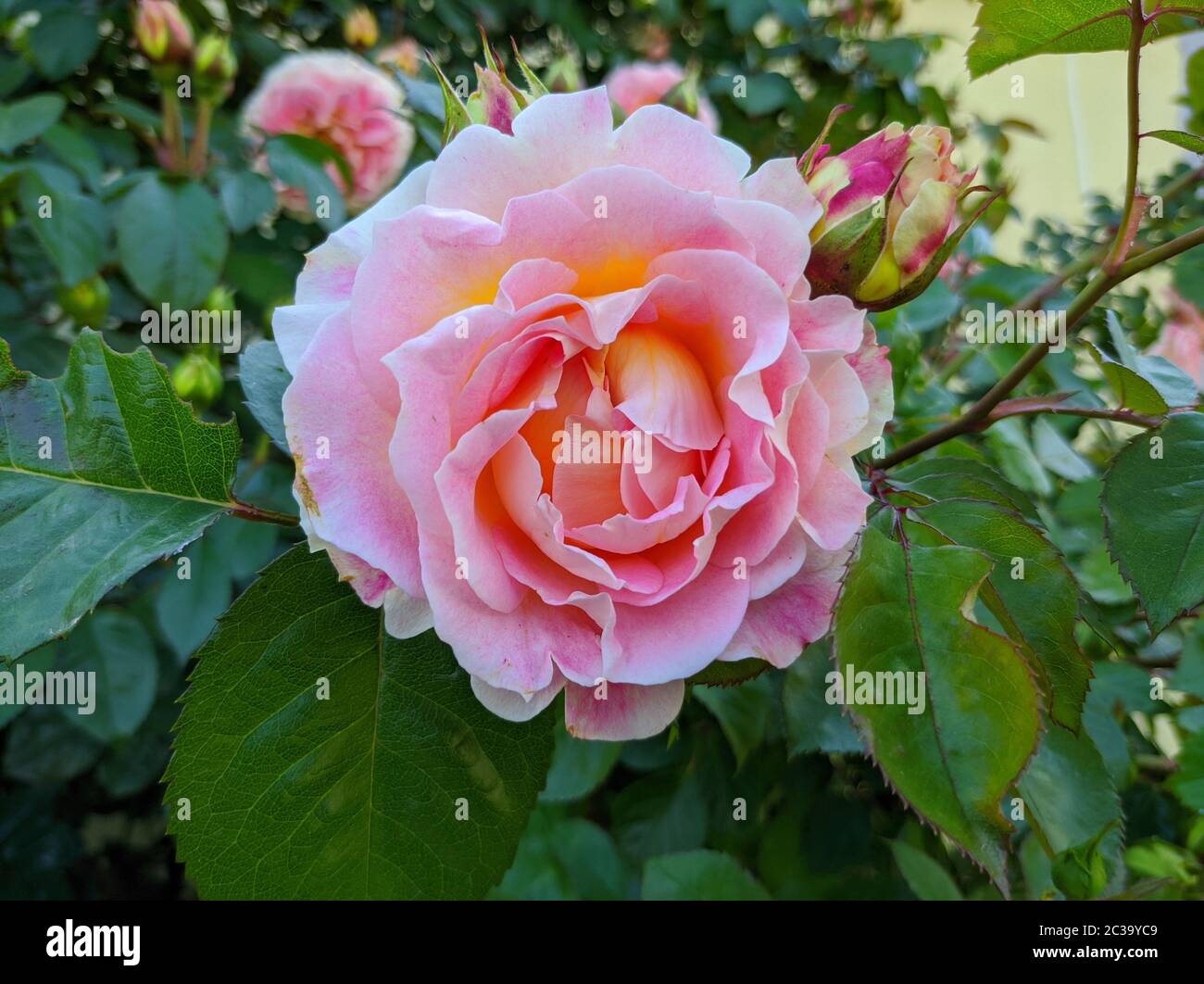 Zarte Knospe blühender Rosen der Sorte Cesar Stockfoto