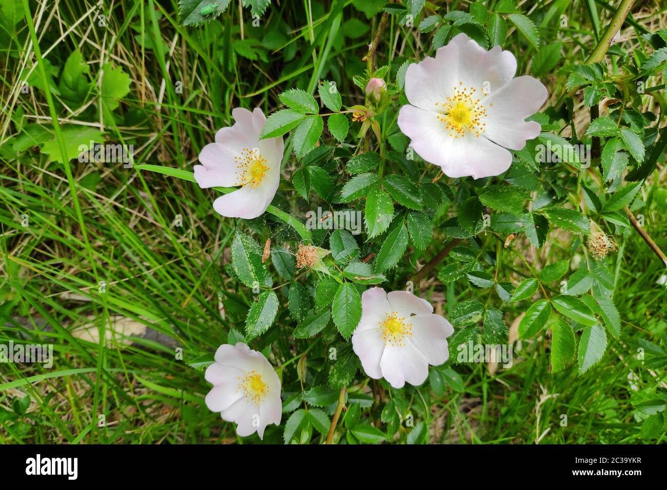 Nahaufnahme einer Hunderose (Rosa canina). Stockfoto
