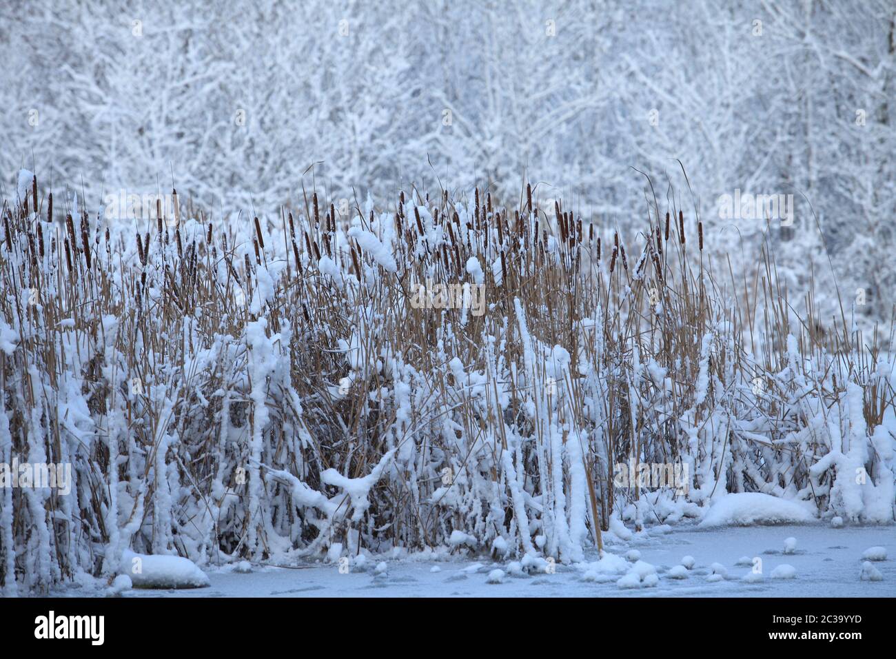 Winter, Schnee-bedeckten See, Schilf im Schnee Stockfoto