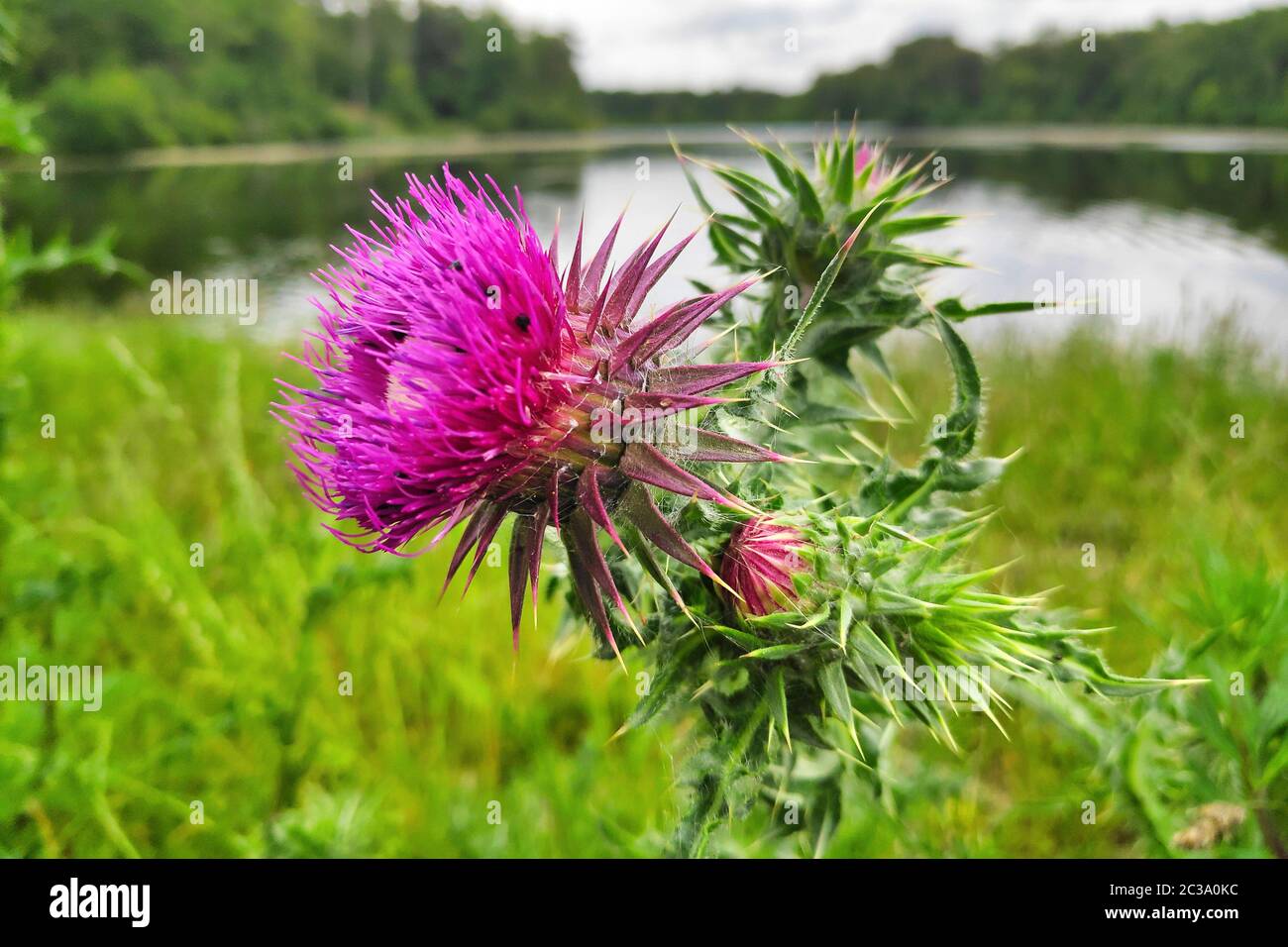 Nahaufnahme auf einem Thistle auf der Pondside. Stockfoto