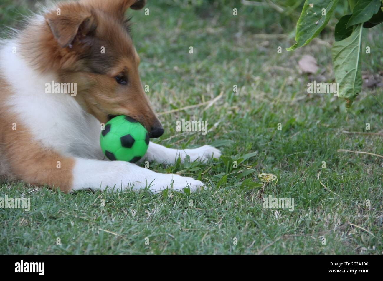 Collie Welpen spielen auf dem grünen Rasen Stockfoto